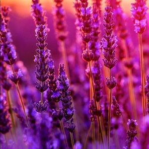 Meet your Posher, Whitley